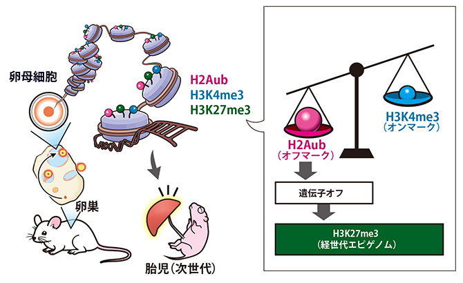 エピゲノムの確立を左右する遺伝子てんびんの図