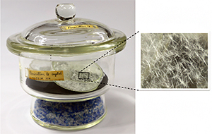 抗菌薬ペニシリンの写真