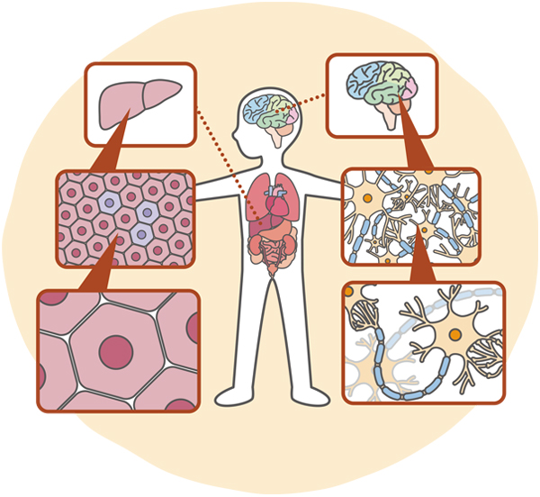 ヒトの体を拡大して細胞を見ている図
