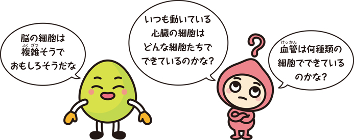 キャラクター「脳の細胞は複雑そうでおもしろそうだな」「いつも動いている心臓の細胞はどんな細胞たちでできているのかな？」「血管は何種類の細胞でできているのかな？」
