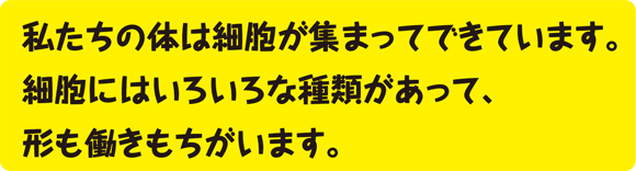 私たちの体は細胞が集まってできています。 細胞にはいろいろな種類があって、形も働きもちがいます。