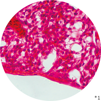 肺の細胞の写真