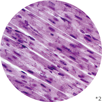 心臓の筋肉の細胞の写真