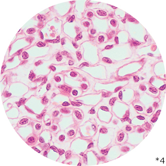 腎臓の細胞の写真