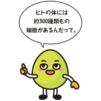 キャラクター「ヒトの体には約300種類もの細胞があるんだって。」