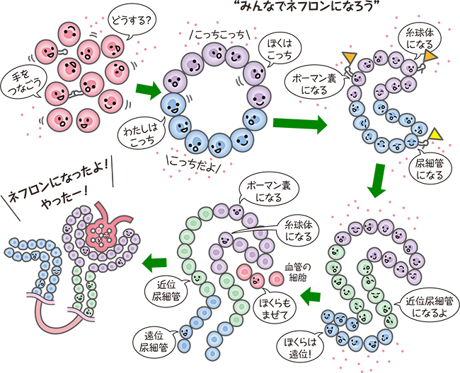 臓器を形づくっていく図