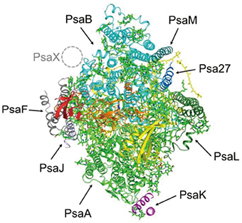 タンパク質の立体構造の図