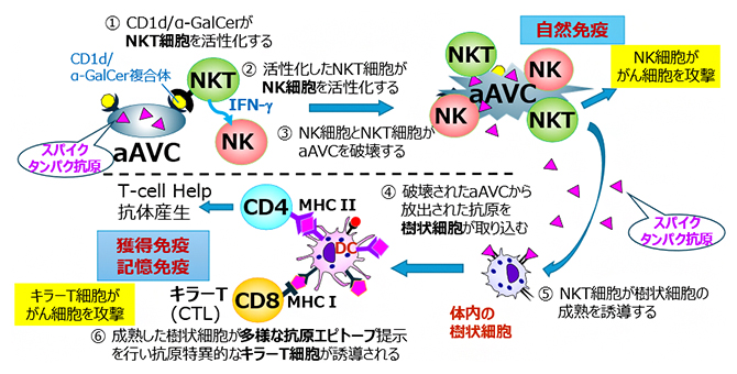 aAVCの作用機序の図