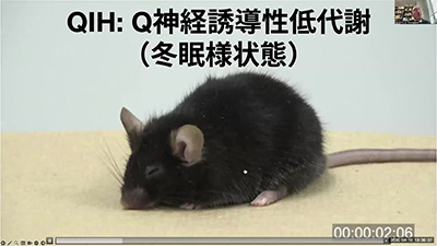 冬眠生物学研究チームのスライド