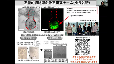 定量的細胞運命決定研究チームのスライド
