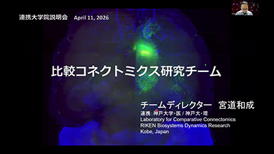 比較コネクトミクス研究チームの数ライド