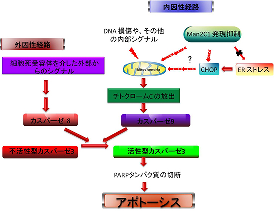 アポトーシスを引き起こす主要な経路図