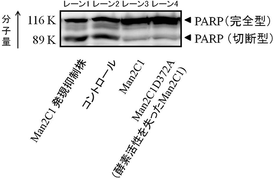 Man2C1の細胞死抑制の図