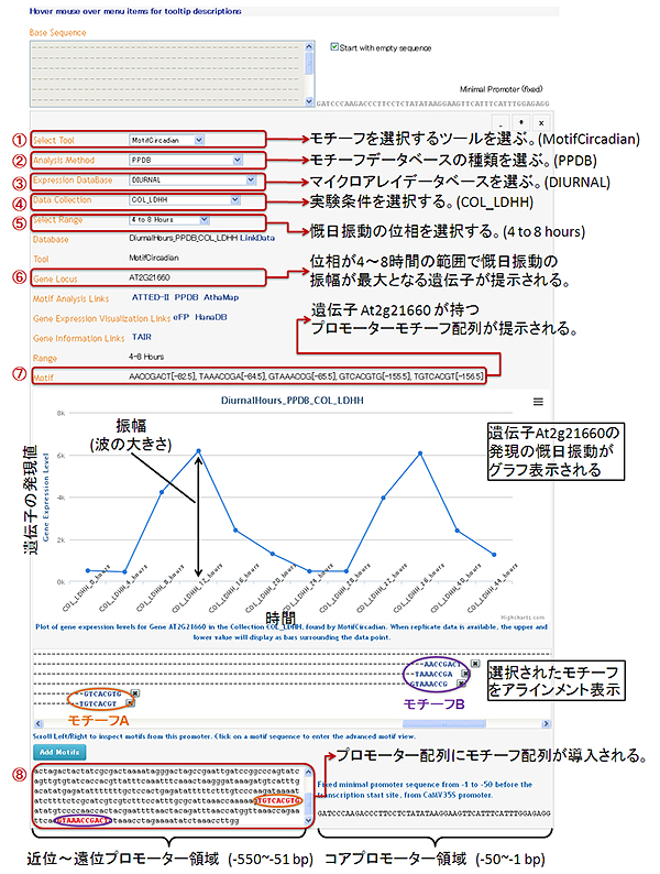 「PromoterCAD」のユーザーインターフェースの図 (MotifCircadianツールを使用している例)