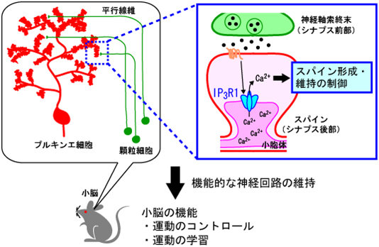 本研究の結果から示唆される成熟脳でのIP3R1の役割の図