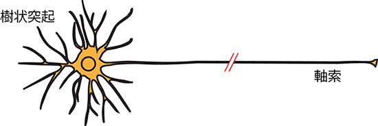 軸索、樹状突起、シナプス結合の図