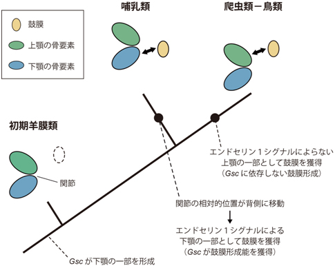 本研究に基づいた鼓膜と中耳の進化過程の図