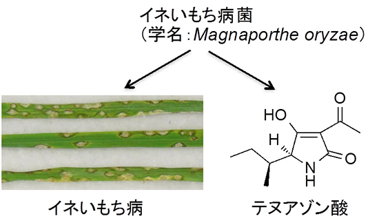 イネいもち病菌とテヌアゾン酸の図