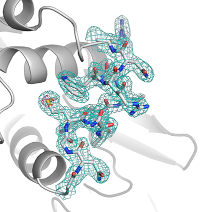 S-SAD法により決定したリゾチームのタンパク質結晶構造図