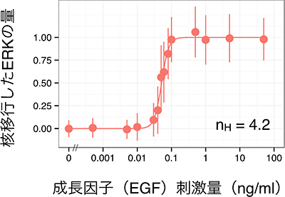 成長因子（EGF）刺激に対するERKの核移行応答の図