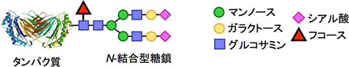 アスパラギン結合型糖タンパク質糖鎖(N-結合型糖鎖)の図