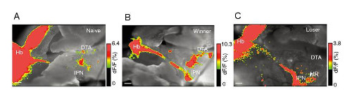 brain images for winner and loser fish