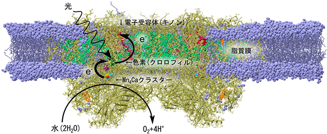 Mn4Caクラスターを含む膜タンパク複合体の模式図の画像