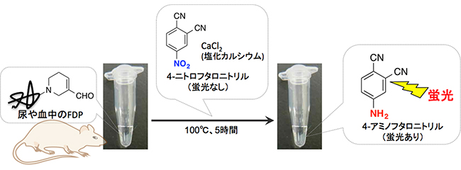 4-ニトロフタロニトリルから蛍光性の4-アミノフタロニトリルへの還元反応の図
