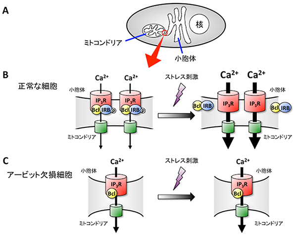 アービットが小胞体-ミトコンドリア間のCa<sup>2＋</sup>の動きを制御するメカニズムの図