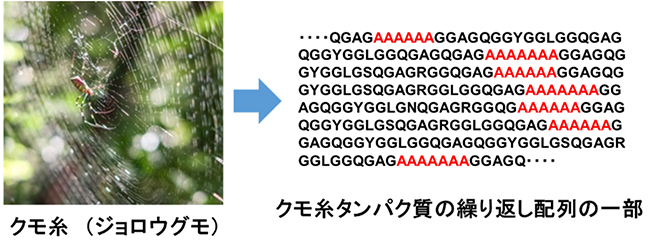 クモの牽引糸のアミノ酸配列の図