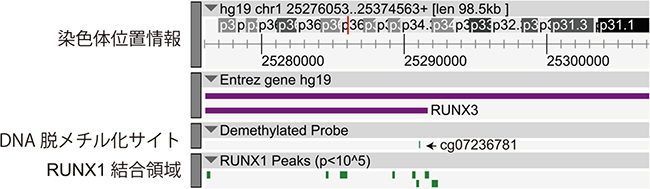 RUNX1による脱メチル化領域とRUNX1結合領域の関係の図