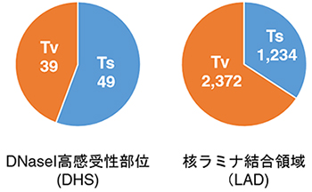 iPS細胞樹立時に生じる点変異のパターンの図