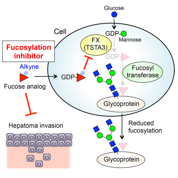 Schematic showing how fucose analog blocks hepatoma invasion