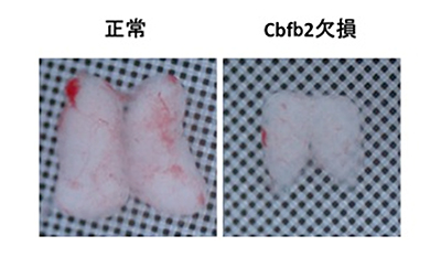 マウス胎児期（14.5日）の胸腺画像の図