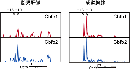 マウス胎児肝臓とマウス成獣胸腺のChIP-Seq解析結果の画像