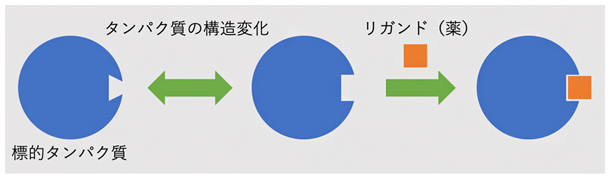 分子標的薬がタンパク質に作用する仕組みの図