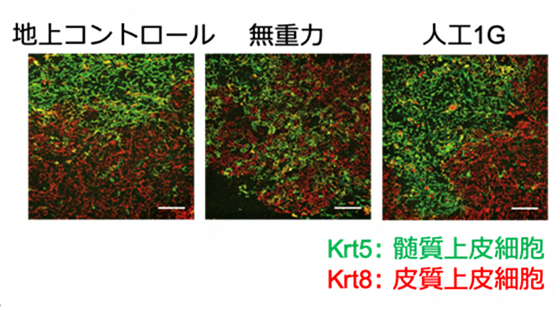 飼育環境の異なるマウスの胸腺構造の比較の図
