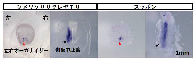 ソメワケササクレヤモリおよびスッポンの胚におけるNodal2遺伝子の発現パターンの図