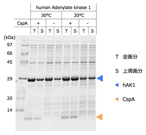 ヒト由来難発現タンパク質の発現量と可溶性に対するCspA添加の効果の図