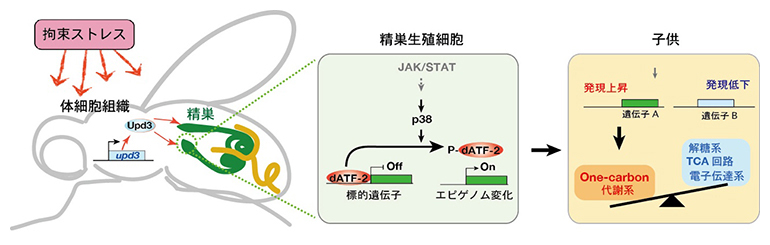 父親への精神ストレスが生殖細胞でのエピゲノム変化を誘導し、子供に影響するメカニズムの図