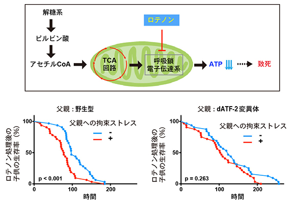 父親への拘束ストレスと子供のロテノン感受性の関係の図