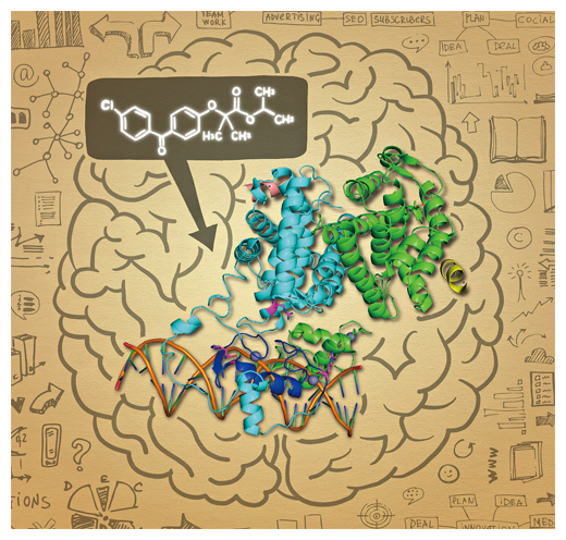 PPARαの活性化剤が統合失調症の改善に役立つ可能性があるの図