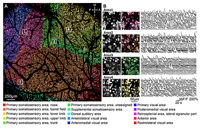 FASHIO-2PMによって観測されたマウス大脳皮質2層の神経細胞の図