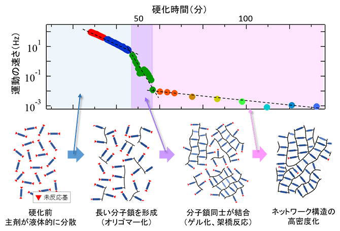 低温硬化においてXPCSで観測された運動の速さの時間変化と分子結合の模式図の画像