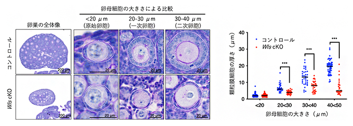 Wntシグナルを抑制した場合の卵巣の表現型の図
