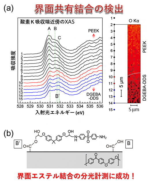 X線吸収分光法（XAS）による接着界面における共有結合（エステル結合）の検出の図