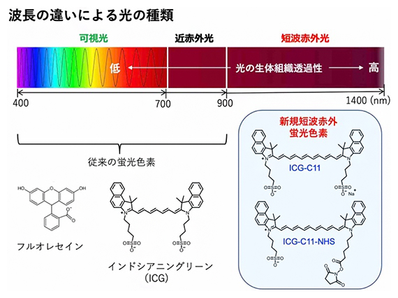合成に成功したインドシアニングリーン誘導体の短波赤外蛍光色素の図