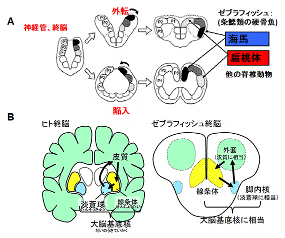 魚類と脊椎動物の脳発生機構の比較の図