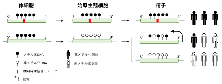 男性生殖細胞におけるレトロエレメントのメチル化制御の図