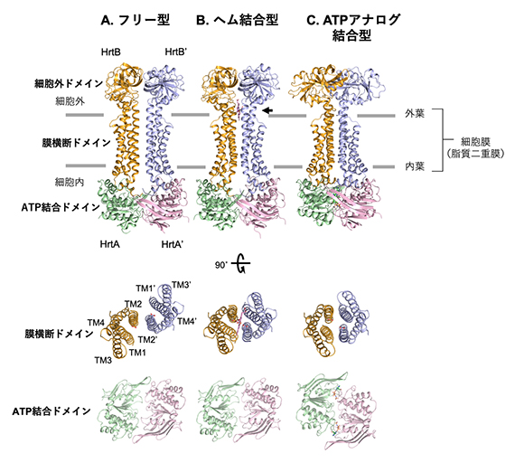 HrtBAの結晶構造の図